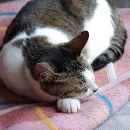猫・子太郎