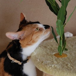 猫・ラム