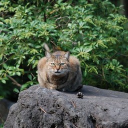 猫