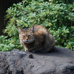 猫
