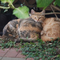 猫・茶太子ファミリー