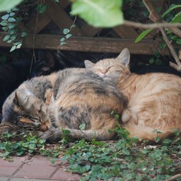 猫・茶太子ファミリー