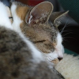 猫・小太郎