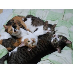 猫・小太郎ファミリー