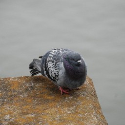 鳩