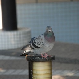 鳩