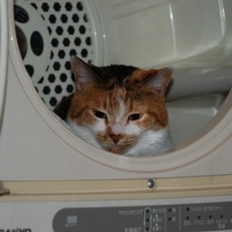 猫・シー