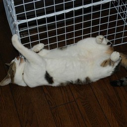 猫・小太郎