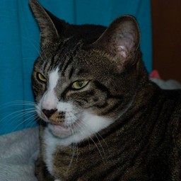 猫・ミー