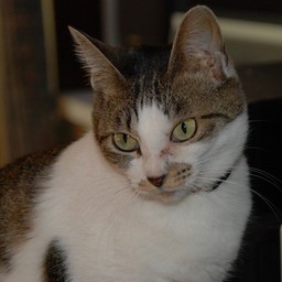 猫・子太郎