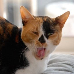 猫・ラム