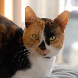 猫・ラム