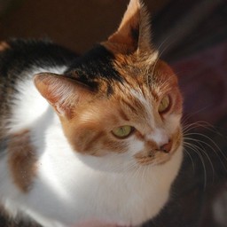 猫・チビ