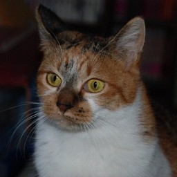 猫・チビ