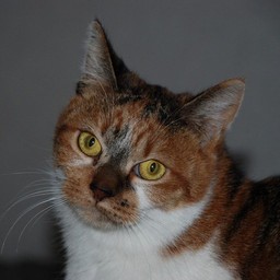 猫・チビ