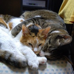 猫・ミー・ラム