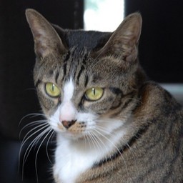猫・ミー
