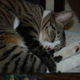 猫・ミー