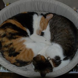 猫・小太郎とラム