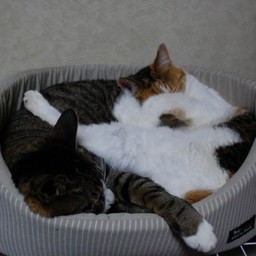 猫・ミーとシー
