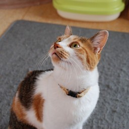 猫・シー