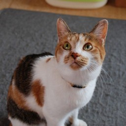 猫・シー