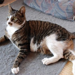 猫・ミー