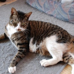 猫・ミー
