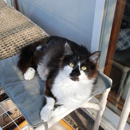 猫・ワンコロ