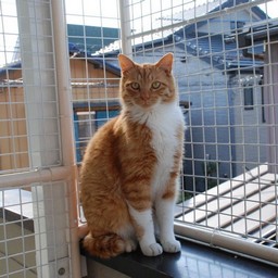 猫・茶子
