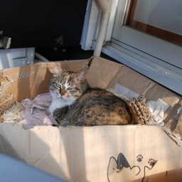 猫・茶太子