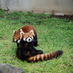 レッサーパンダ