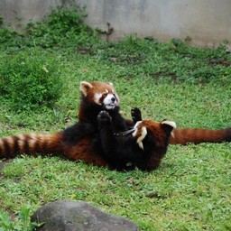 レッサーパンダ