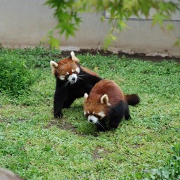 レッサーパンダ