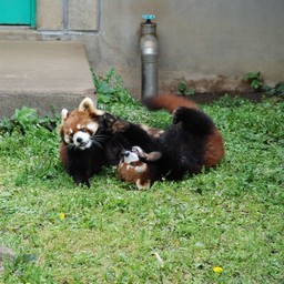 レッサーパンダ