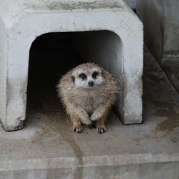ミーアキャット