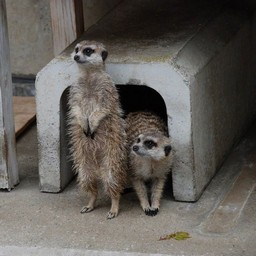 ミーアキャット
