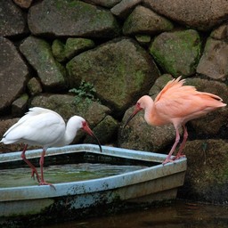 ショウジョウトキ
