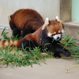 レッサーパンダ