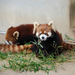 レッサーパンダ