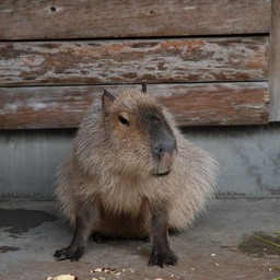 カピバラ
