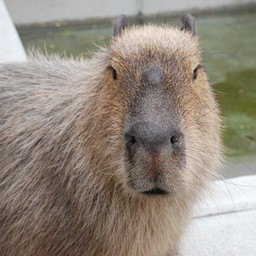 カピバラ