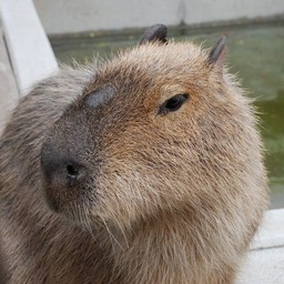 カピバラ
