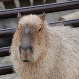 カピバラ