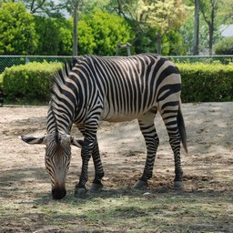 シマウマ