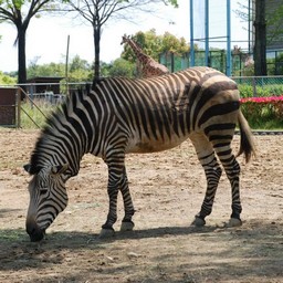 シマウマ