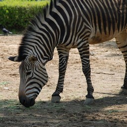 シマウマ