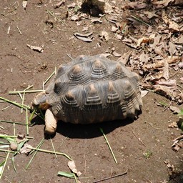 カメ