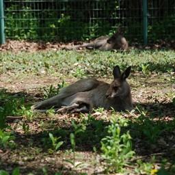 カンガルー
