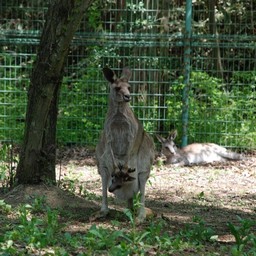 カンガルー